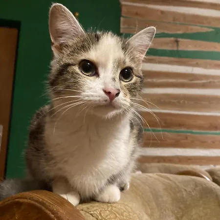 Na Piotrowickiej Przeleczy Фермерский дом *