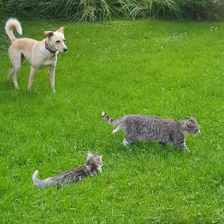 Na Piotrowickiej Przeleczy Быстшица-Клодзкая