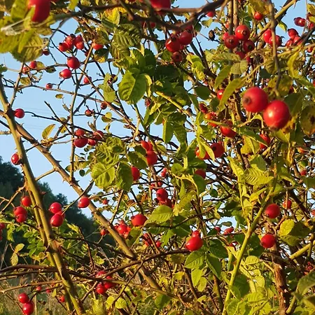 Na Piotrowickiej Przeleczy