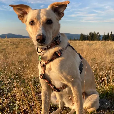 Na Piotrowickiej Przeleczy Быстшица-Клодзкая