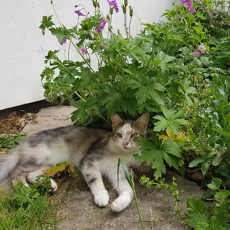 Na Piotrowickiej Przeleczy Фермерский дом Быстшица-Клодзкая