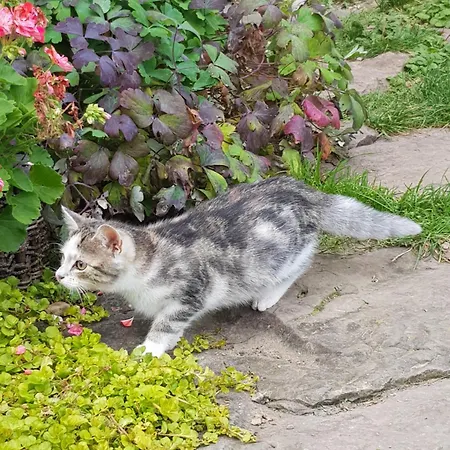 Фермерский дом Na Piotrowickiej Przeleczy *