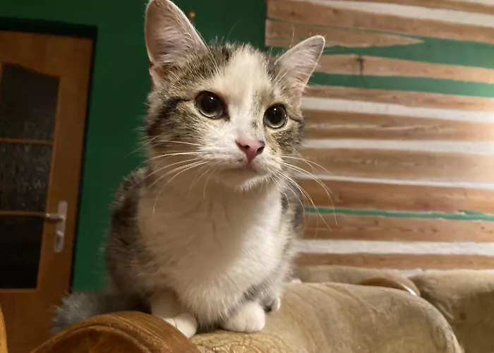 Na Piotrowickiej Przeleczy Фермерский дом *