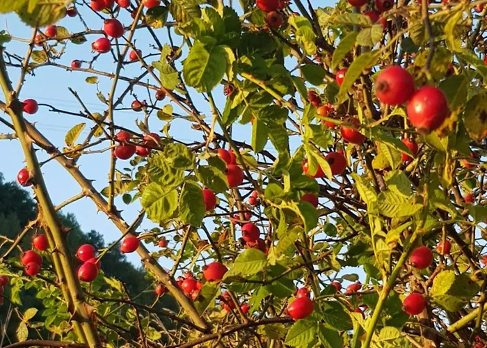 Na Piotrowickiej Przeleczy