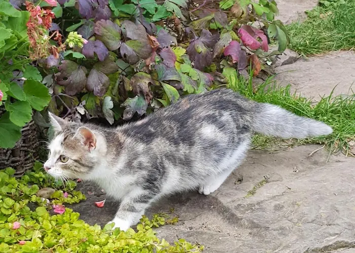 Фермерский дом Na Piotrowickiej Przeleczy *